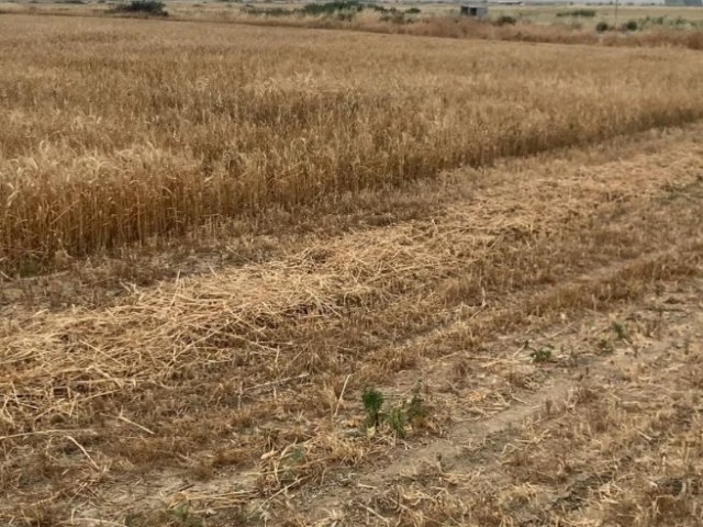 Wohngebiet Zu verkaufen in Minareliköy, Nikosia