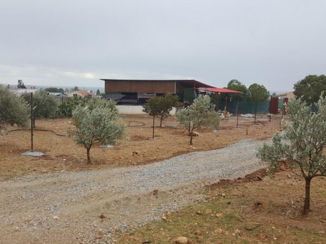 Villa Kaufen in Serdarlı, Famagusta