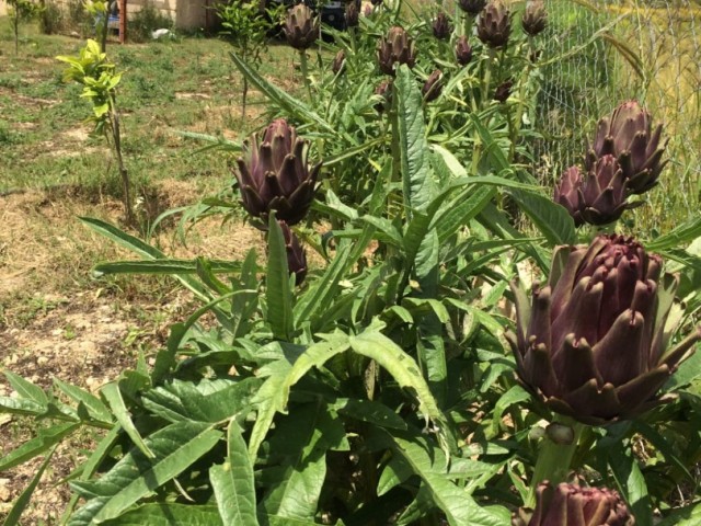 Gelbes Steinhaus mit Garten in Dipkarpaz-İskele – freistehend