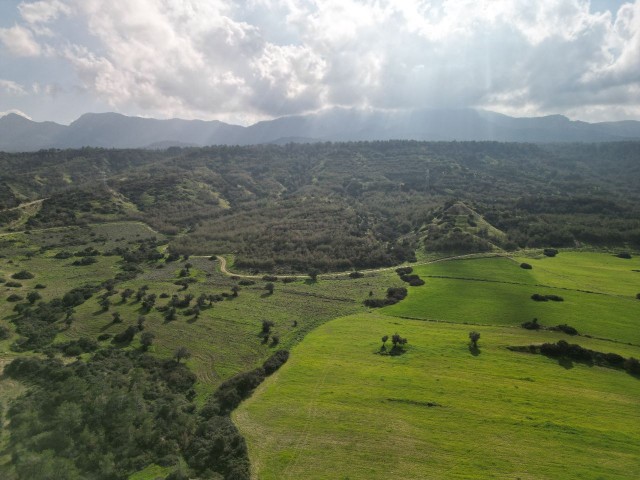 30 decares of land for sale in Esentepe region, 1.3 km from the Golf Course