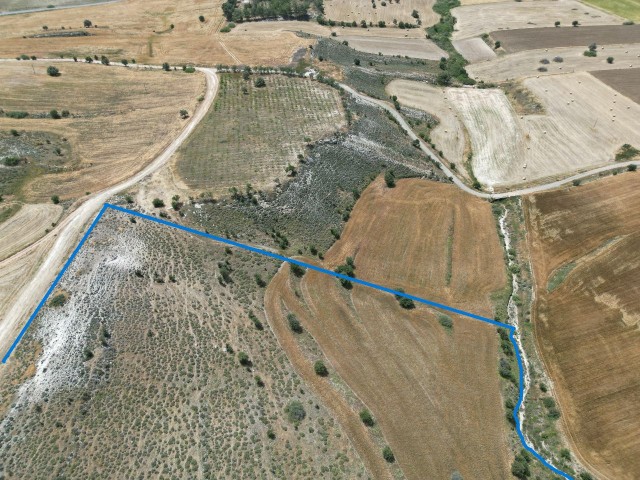 40 acres of Turkish cob field for sale in Pınarbaşı