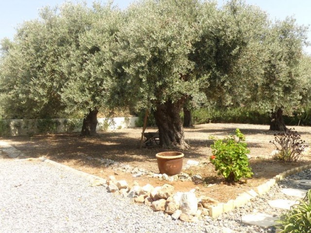 Einfamilienhaus Kaufen in Ozanköy, Kyrenia