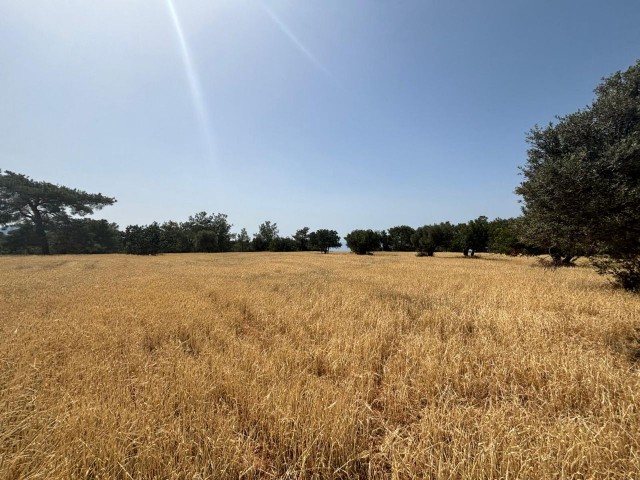 منطقه مسکونی برای فروش in Karaağaç, گیرنه