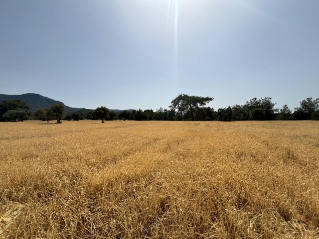 Wohngebiet Zu verkaufen in Karaağaç, Kyrenia