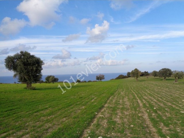 منطقه مسکونی برای فروش in Kayalar, گیرنه