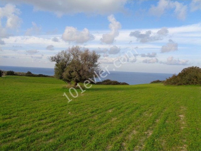 منطقه مسکونی برای فروش in Kayalar, گیرنه