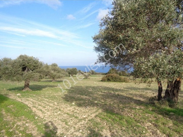 Wohngebiet Kaufen in Kayalar, Kyrenia