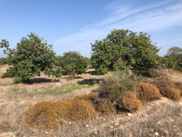 Field with sea view for sale in Tatlısu