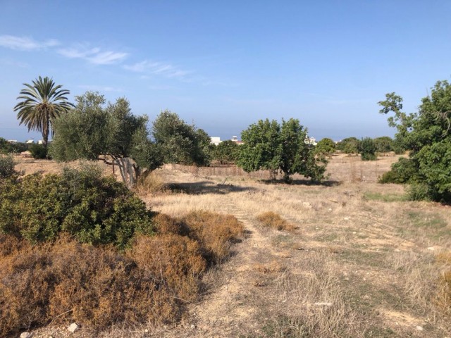 Field with sea view for sale in Tatlısu