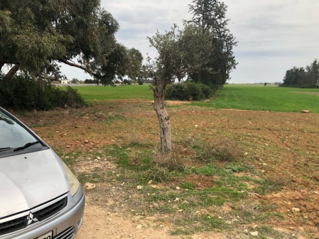 In Mormenekşe steht ein 5 Dekar großes Feld mit einer offiziellen Straße, in der Nähe von Zonenflächen und einer Asphaltstraße zum Verkauf.