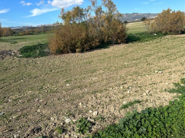 1 decare field next to the asphalt road next to the village in İskele Yarköy