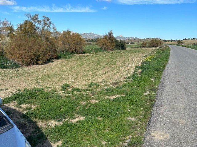 1 decare field next to the asphalt road next to the village in İskele Yarköy