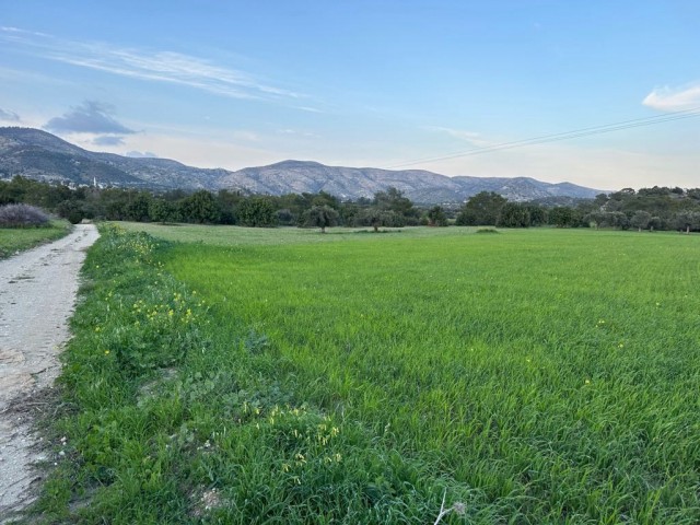 Field with official roads and no electricity problems for sale in Iskele Agıllar village