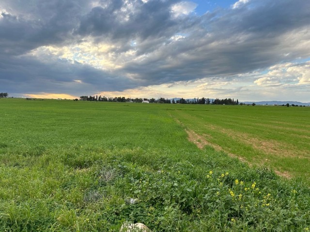 Ein Feld neben der Straße zwischen Famagusta Mormenekşe und der Hauptstraße Mutluyaka steht zum Verkauf.