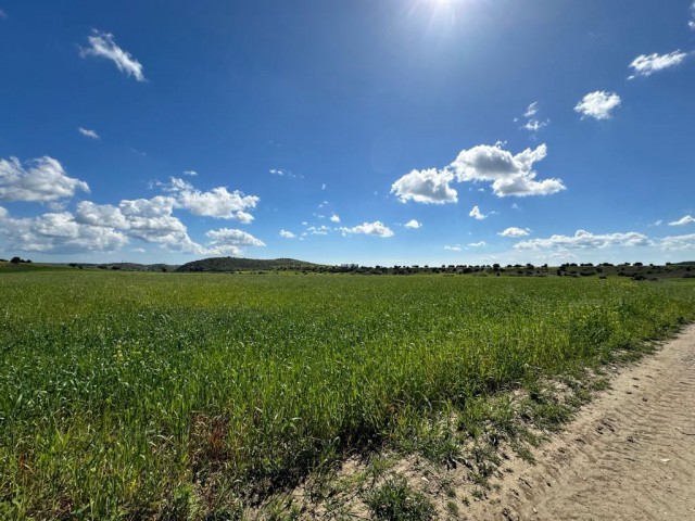 FIELD FOR SALE IN İSKELE YARKÖY