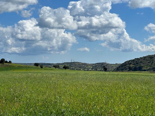 FIELD FOR SALE IN İSKELE YARKÖY