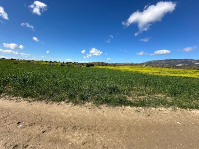 Field with an official road by the stream in Yarköy