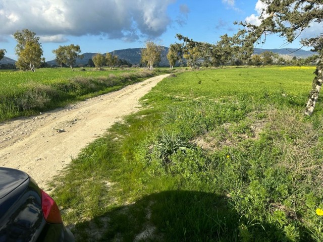 Feld mit einer offiziellen Straße in Çınarlı