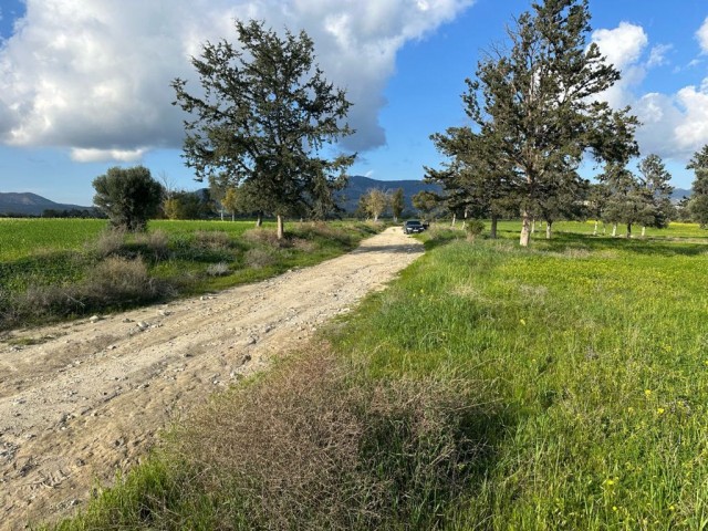 Field with an official road in Çınarlı