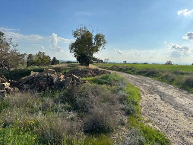 Feld mit einer offiziellen Straße in Çınarlı