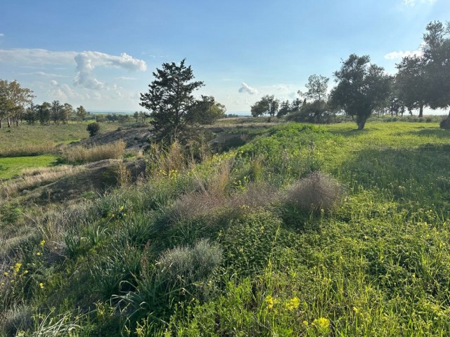 Feld mit einer offiziellen Straße in Çınarlı