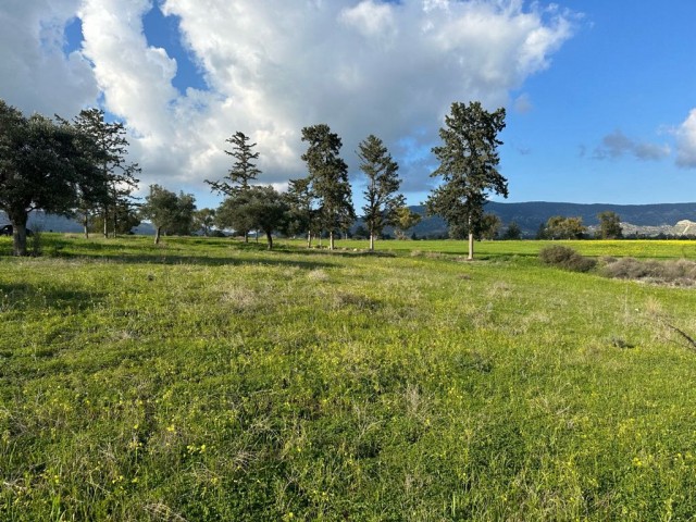 Field with an official road in Çınarlı