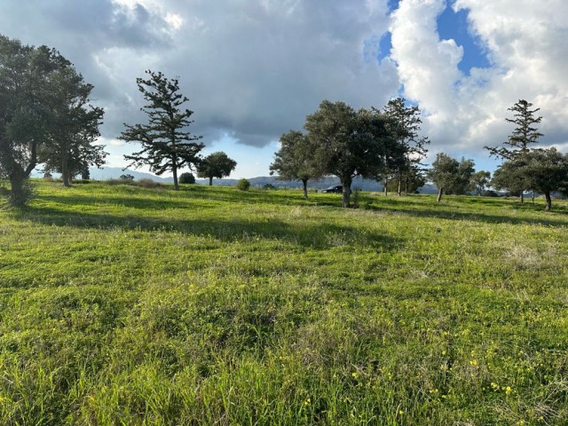 Field with an official road in Çınarlı