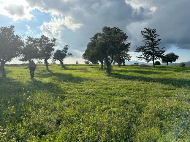 Field with an official road in Çınarlı