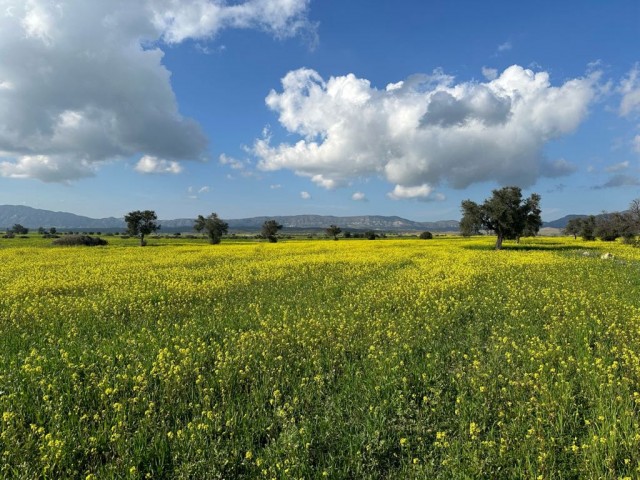 In Geçitkale befindet sich ein von der Türkei angelegtes Feld mit einer Straße, die als innerhalb des Dorfes betrachtet werden kann.