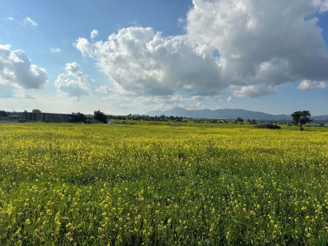 In Geçitkale befindet sich ein von der Türkei angelegtes Feld mit einer Straße, die als innerhalb des Dorfes betrachtet werden kann.