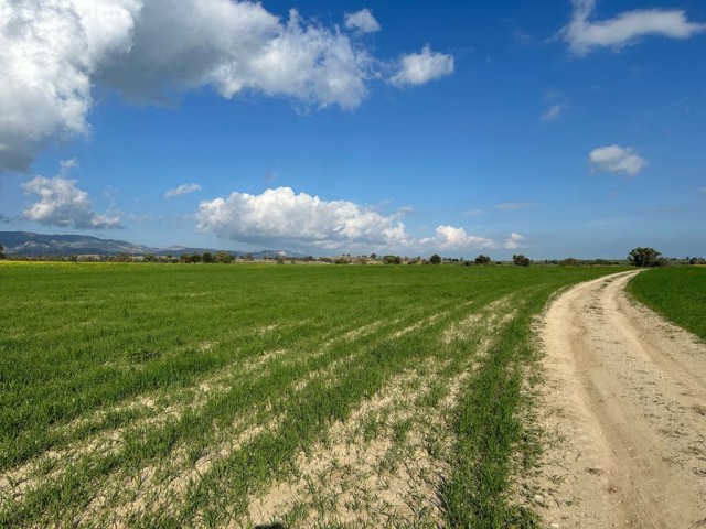 Türkisch angelegtes Feld mit Asphaltstraße und unbefestigter Straße in Geçitkale