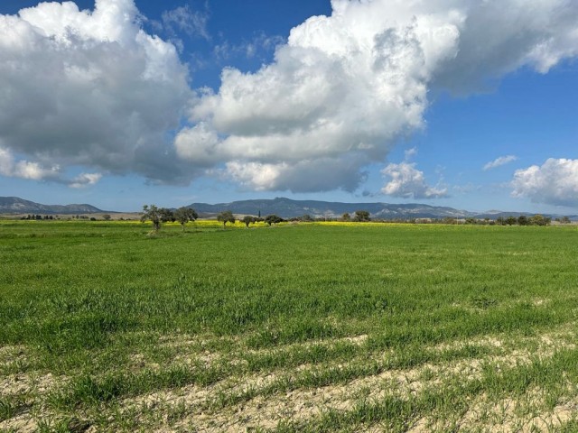 Türkisch angelegtes Feld mit Asphaltstraße und unbefestigter Straße in Geçitkale