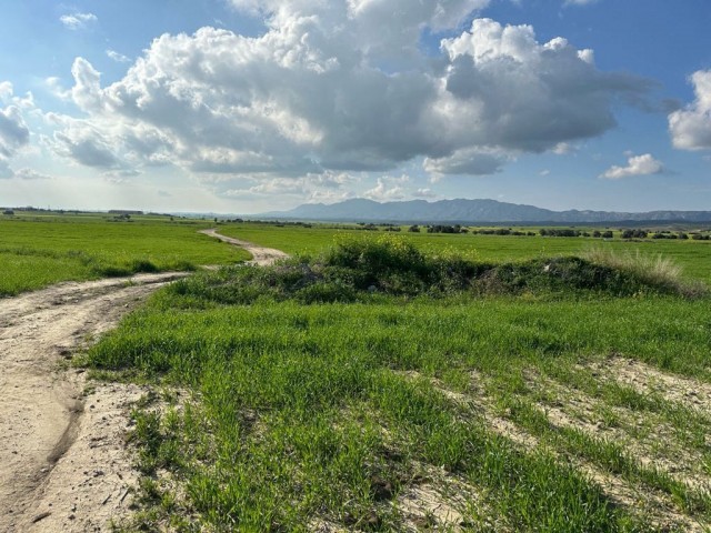 Türkisch angelegtes Feld mit Asphaltstraße und unbefestigter Straße in Geçitkale