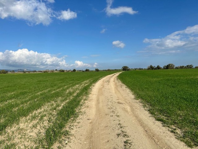 Türkisch angelegtes Feld mit Asphaltstraße und unbefestigter Straße in Geçitkale