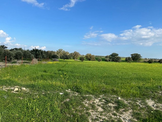 Von der Türkei angelegtes Feld ohne Straßen in Geçitkale