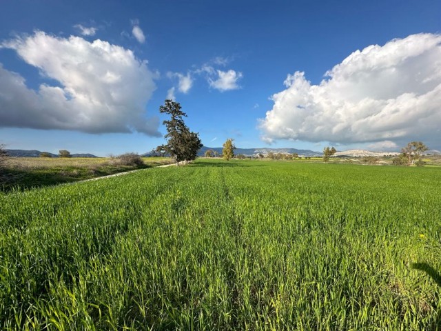 Corner field with official road on 2 sides for sale in Çınarlı