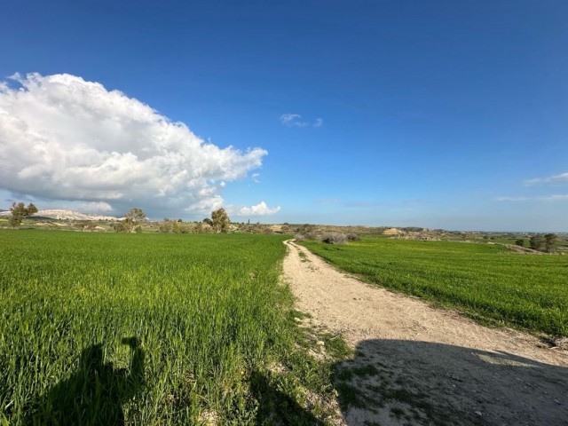 زمین نبشی با جاده رسمی در 2 طرف برای فروش در Çinarlı