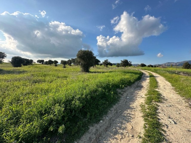 A field with 14 olive trees and an official road on two sides in Çınarlı is for sale.