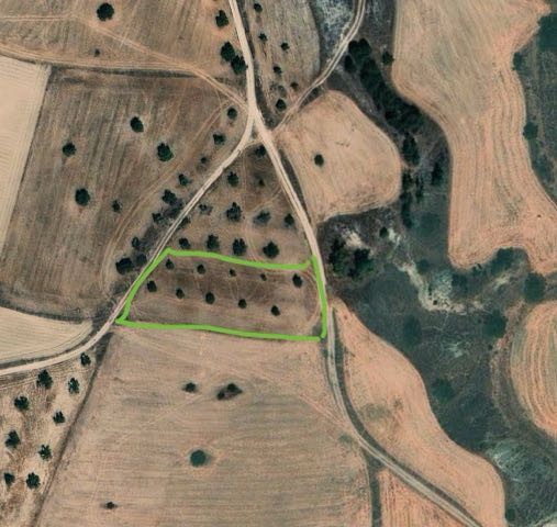 A field with 14 olive trees and an official road on two sides in Çınarlı is for sale.