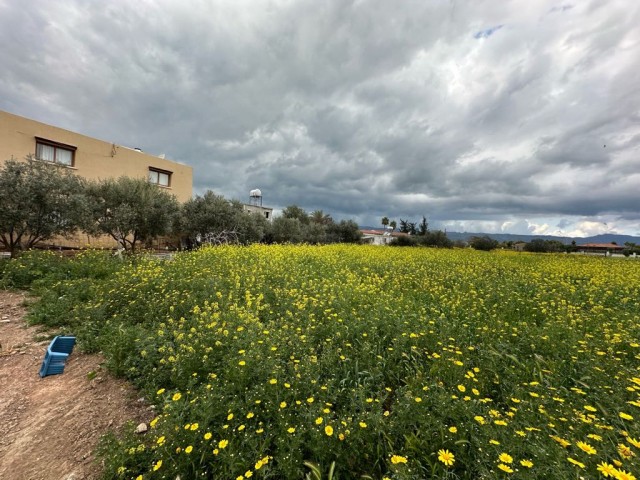 زمین برای فروش در İskele Boğaziçi