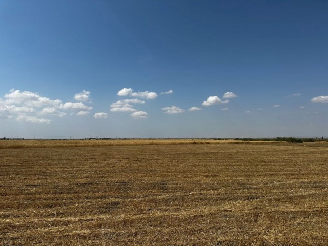 Field For Sale in Güvercinlik, Famagusta