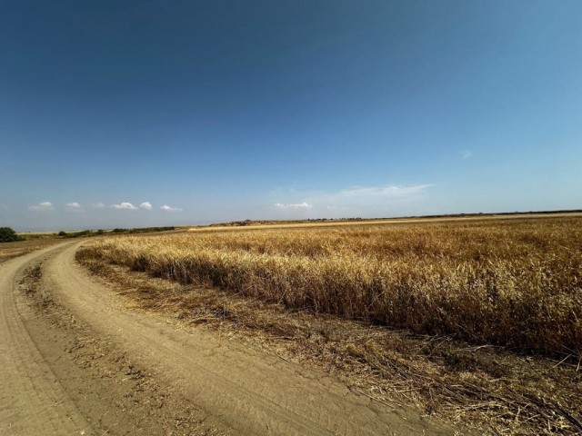 Field For Sale in Güvercinlik, Famagusta