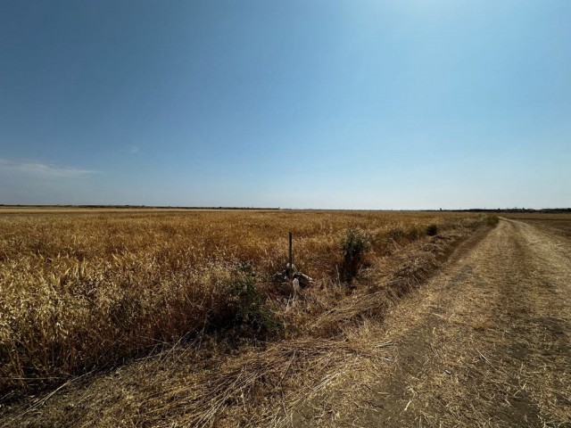 Güvercinlik’te resmi yolu olan 4 dönüm tarla