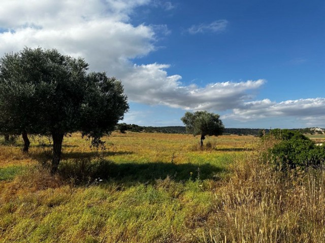 رشته برای فروش in Kumyalı, ایسکله