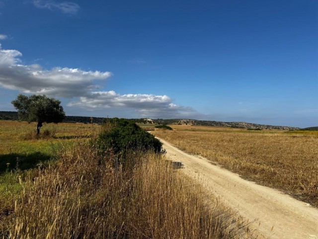 رشته برای فروش in Kumyalı, ایسکله