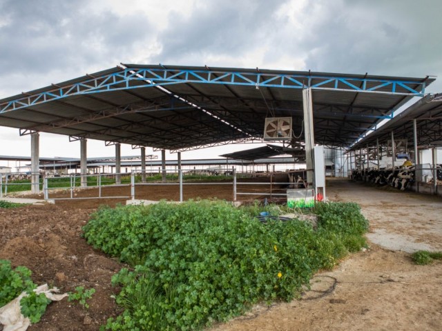 COMPREHENSIVE CAVERSE DAIRY FOR SALE IN SANDALLAR VILLAGE