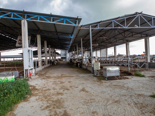 COMPREHENSIVE CAVERSE DAIRY FOR SALE IN SANDALLAR VILLAGE