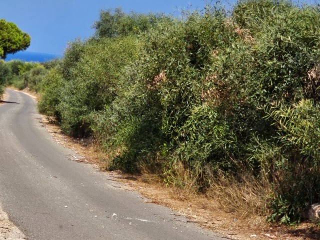 İskele Yenierenkoy 'de yatırımlık denize 800 metre mesafede satılık arazi