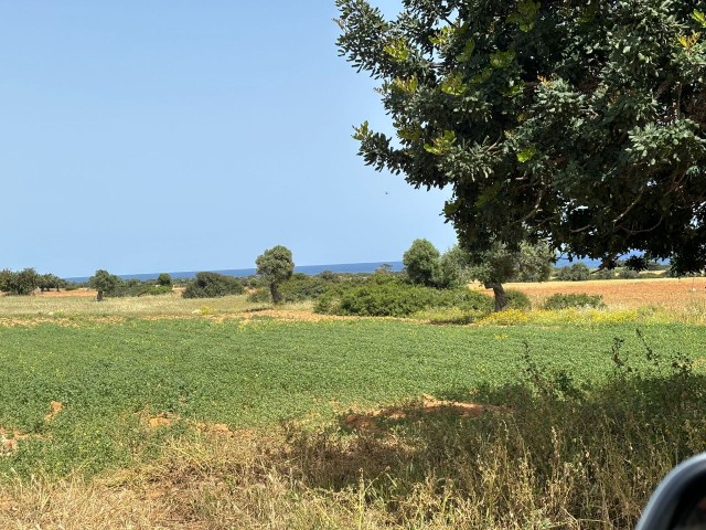 رشته برای فروش in Kumyalı, ایسکله