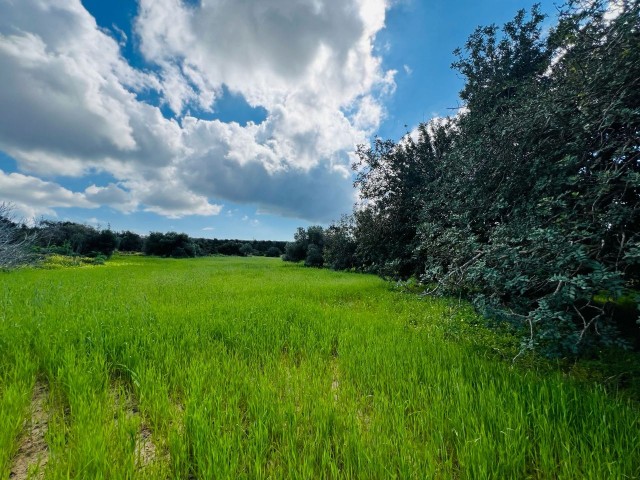 6 GRUNDSTÜCKE MIT MEERBLICK ZUM VERKAUF IN YENİERENKÖY